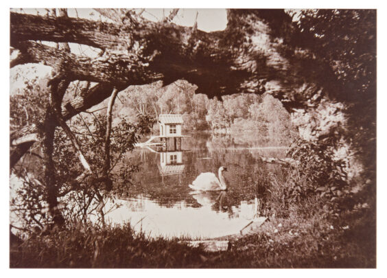 Luik ja luigemaja Raadi järvel (1910)